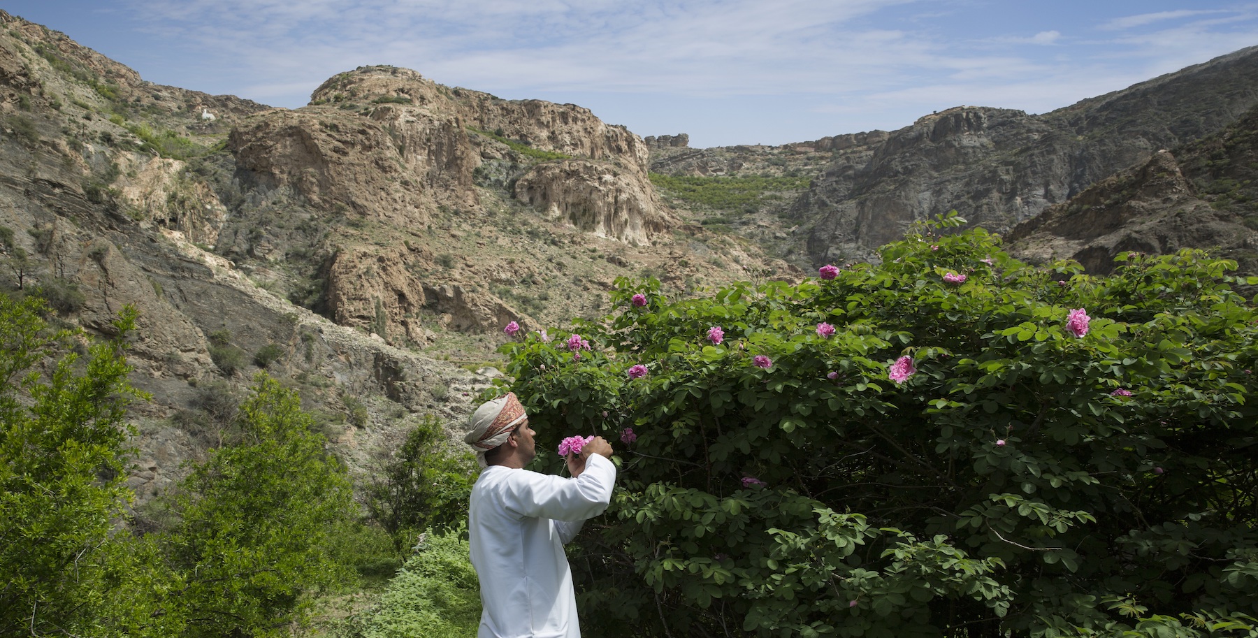 Oman, la récolte des roses