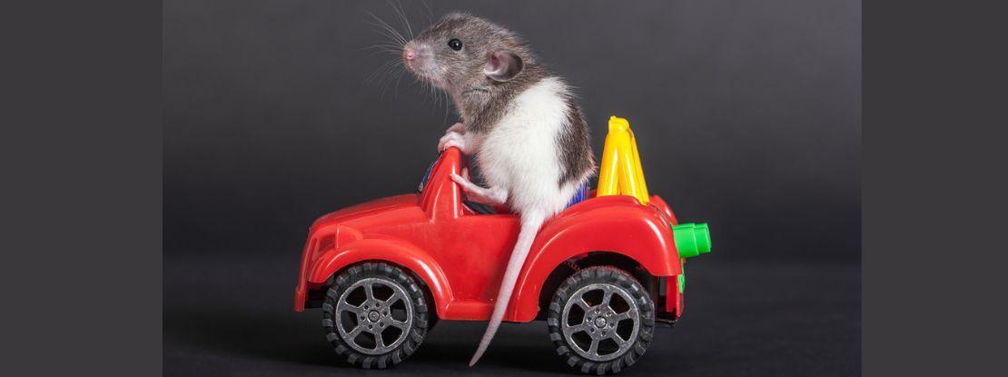 Comment des rats, as du volant, sont utilisés pour en savoir plus sur notre cerveau