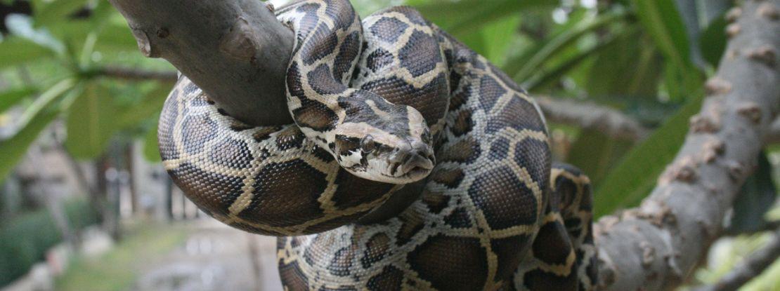 En Floride, pour guérir le stress post traumatique, on prescrit la chasse aux pythons birmans