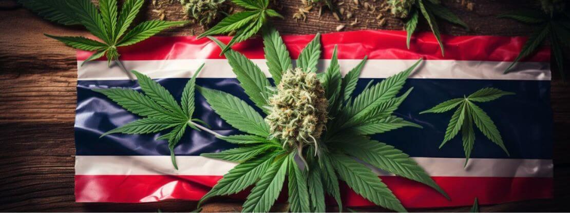 La Thaïlande veut repénaliser le cannabis 