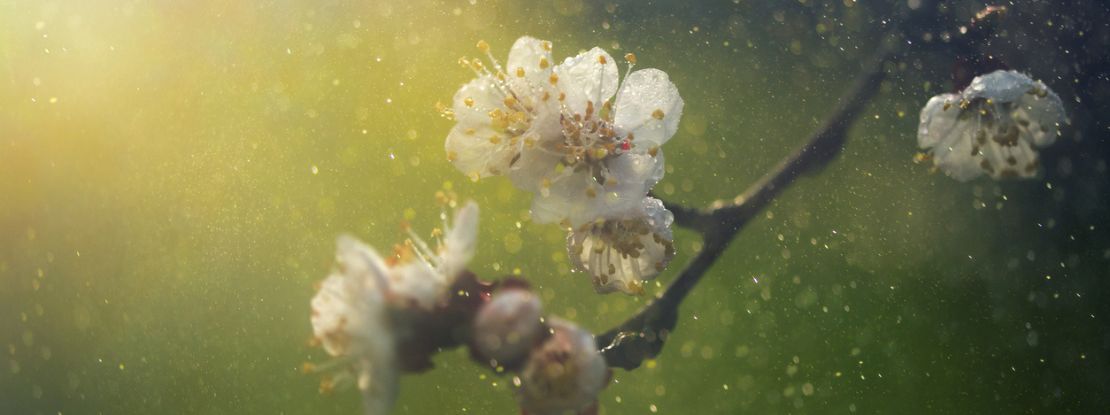 Les allergies aux pollens désormais sous surveillance à Paris