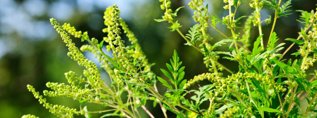 Asthme, rhinite, conjonctivite, nous sommes en pleine saison des pollens de l’ambroisie, très allergisants
