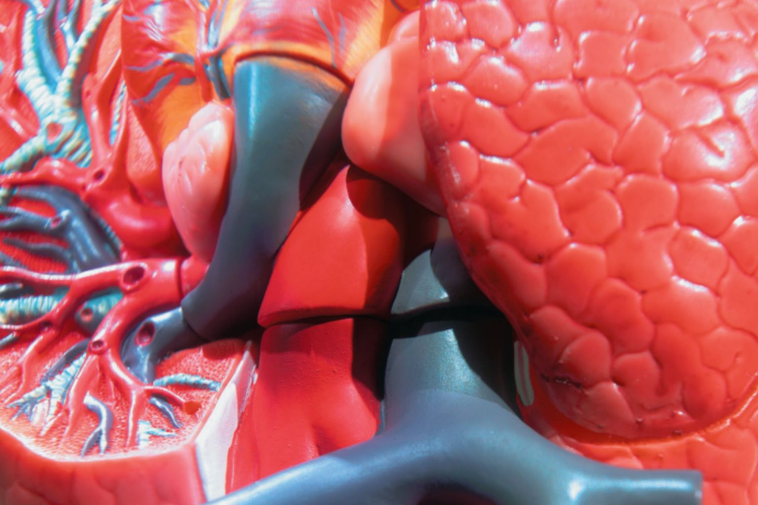 Formations ou expériences ? Sur mon CV de médecin, entre les deux, mon coeur balance...