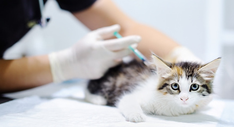 HAS : Pasteur voit triple contre la grippe