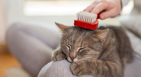 Mecss du Sénat : les médecins brossés dans le sens du poil