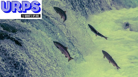 #URPSbyWUD - Claude Leicher : « Les URPS ne servent pas à grand-chose »