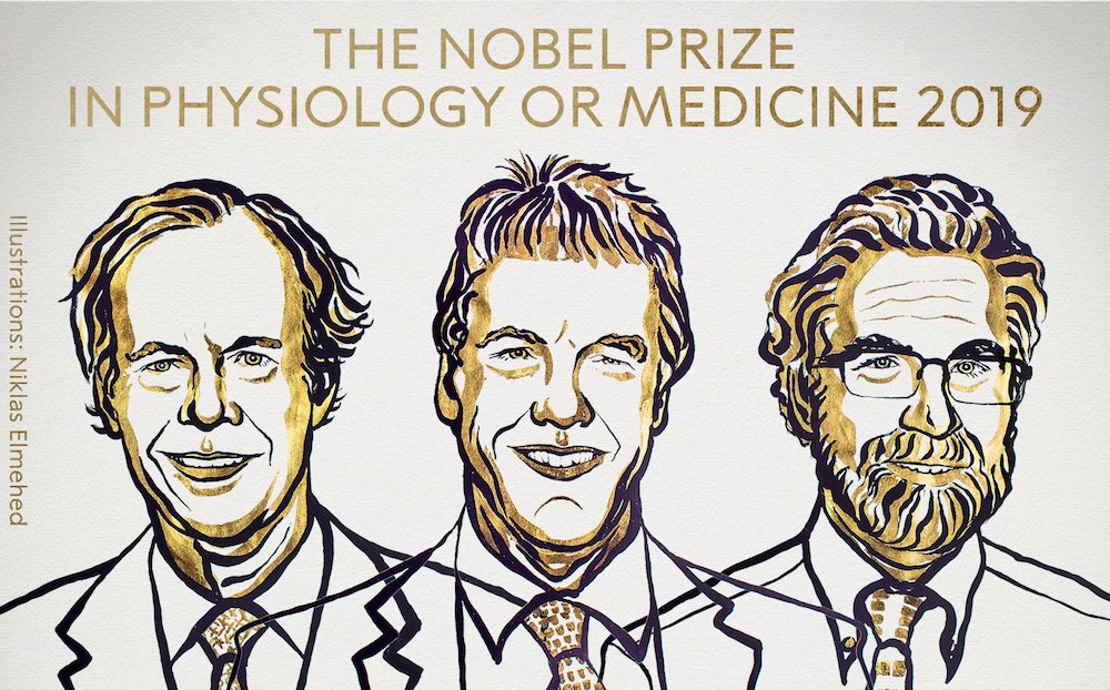 Le Prix Nobel de médecine 2019 a été attribué
