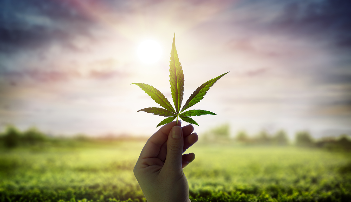 Un an après la première prescription de cannabis médical en France, où en est-on ?