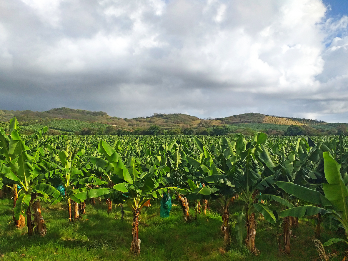 Empoisonnement des Antilles à la chlordécone, responsable de cancers de la prostate, vers un non-lieu