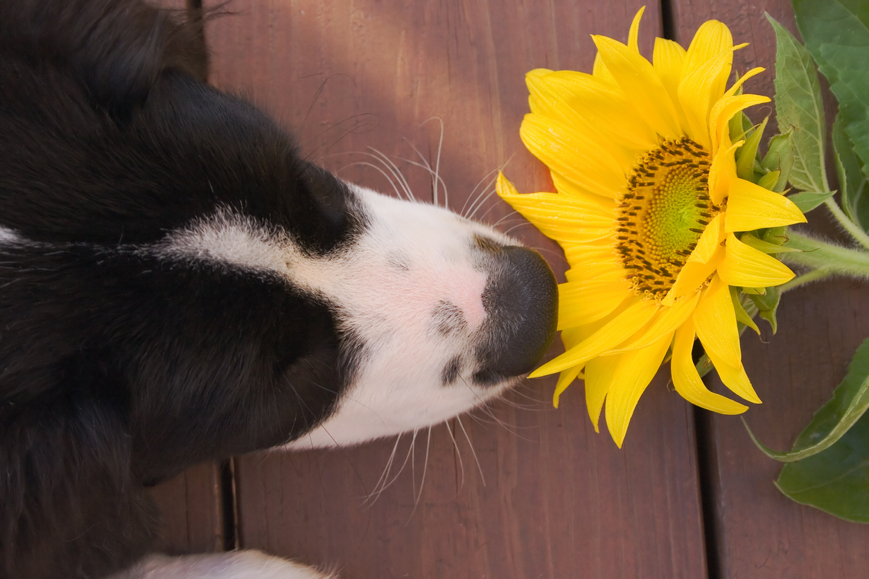 Les chiens renifleurs, une alternative aux tests PCR qui sent bon 