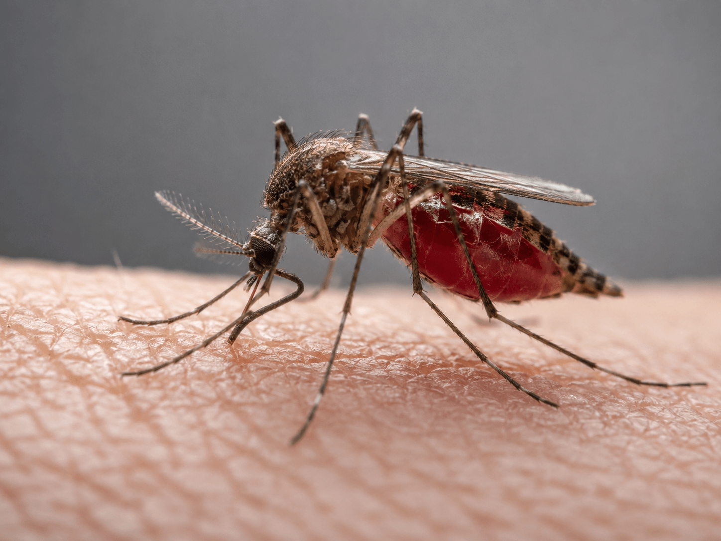 Pourquoi les moustiques piquent-ils davantage certaines personnes que d’autres ?