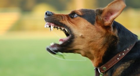 La CSMF prête À attaquer... les chefs de clinique prêts À risposter !