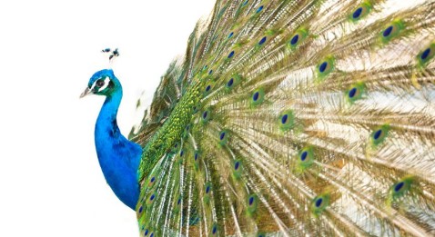 La parade amoureuse des hôpitaux de Paris