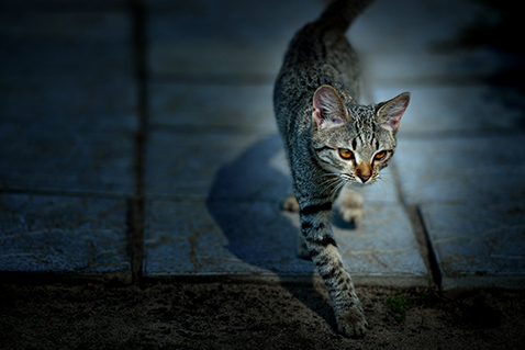 La nuit, tous les troubles mentaux ne sont pas gris