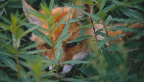 Pourquoi le médecin est-il si convoité ?