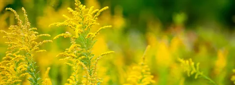 Pollen d’ambroisie : 10 millions de Français allergiques en 2050 ?