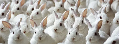 Taxe « lapin » : après le vote du Sénat, les patients qui n’honorent pas leurs rendez-vous devraient bientôt pouvoir être pénalisés