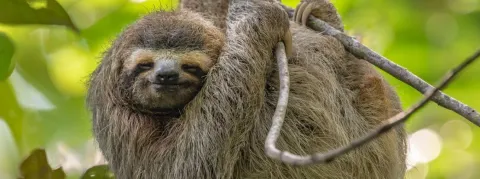 De nouveaux antibiotiques grâce aux paresseux du Costa Rica ? 
