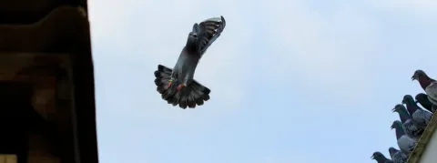 Un rapport du Sénat met du plomb dans l’aile de l’aide active à mourir