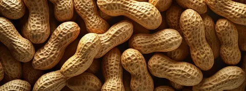 Et si un traitement de désensibilisation contre l’allergie aux arachides existait ? 