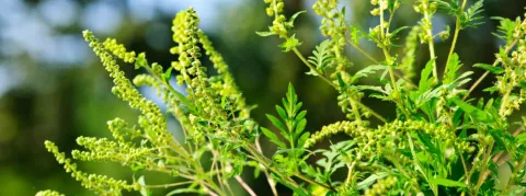 Asthme, rhinite, conjonctivite, nous sommes en pleine saison des pollens de l’ambroisie, très allergisants