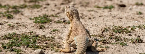 Au Pakistan, le viagra est illégal, alors les hommes misent sur un élixir local à base de gras de lézard