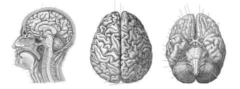 La Banque de cerveaux Douglas-Bell Canada : une mine d’or pour la recherche sur les maladies du cerveau