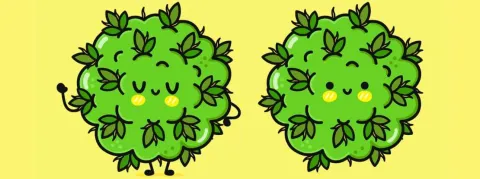 L’Académie de Médecine plaide pour une règlementation claire et harmonisée sur le CBD 