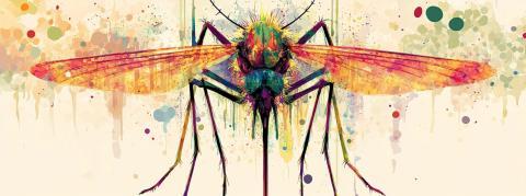 Le premier cas autochtone de chikungunya de l’année a été diagnostiqué en Île-de-France 