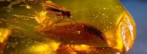 Chikungunya, dengue et zika sont de retour