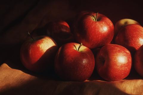 Fabriquer du cartilage humain… à partir de pommes