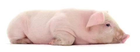 Don d’organes : des reins humains cultivés dans des porcs