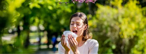 Deux laboratoires s'activent pour désensibiliser les patients les plus affectés 