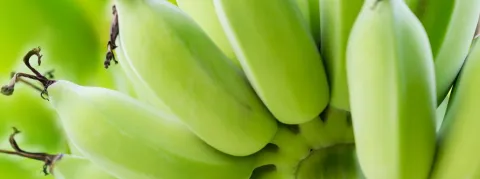 L'ensemble de la population guadeloupéenne doit être testée pour connaitre son taux d'intoxication à la chlordécone, et adapter sa vie en fonction