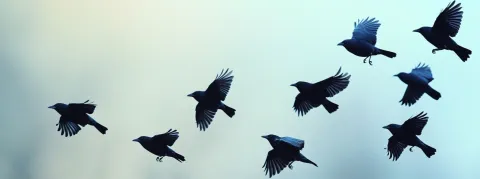 Virus de l’encéphalite équine de l’Est aux États-Unis : quel niveau de menace pour nous ? 