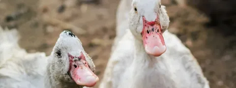 La grippe aviaire sous haute surveillance 
