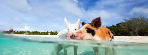 Un tissu synthétique qui permet de retrouver des érections... testé et approuvé sur les cochons (l’animal !)