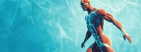 La graisse intermusculaire, un facteur de risque cardiovasculaire indépendant de l'IMC à considérer