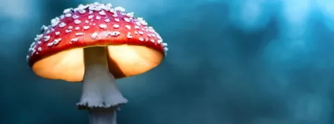 L'Australie mise sur l'ecstasy et les champignons hallucinogènes pour lutter contre les pathologies mentales