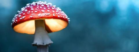 L'Australie mise sur l'ecstasy et les champignons hallucinogènes pour lutter contre les pathologies mentales