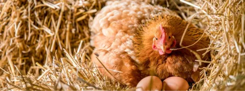 Attention, les oeufs des poulaillers franciliens sont pollués, selon l’ARS