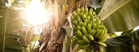 Le non-lieu requis dans l’affaire du chlordécone en Martinique ne passe pas du tout, la colère gronde