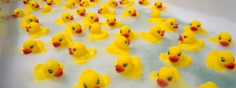 La grippe aviaire fait son come-back en Gironde