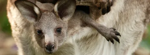 Le CHU d’Abidjan se spécialise dans les unités mères-kangourou, bien moins coûteuses que les couveuses pour les préma