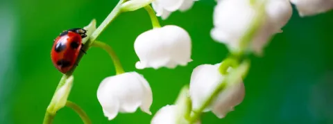 Bilan épidémiologique, profitez du 1er mai, rien à signaler ! 