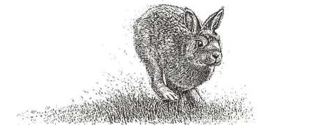 L’Académie nationale de médecine et le Conseil de l’Ordre s’inquiètent pour les lapins, voici la réponse de la Ministre déléguée des Professions de Santé