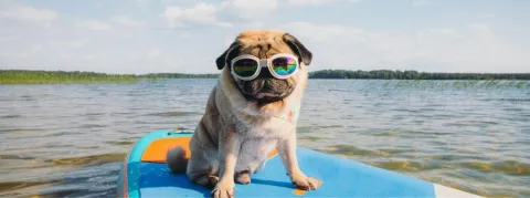 Harley et ses amis au service de la santé mentale à Mexico