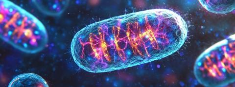 Maladie de Parkinson : cibler les mitochondries pour la soigner ?