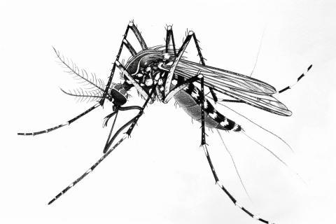 Fièvre, arthralgies, pas de voyage : et si c’était un cas de chikungunya ?