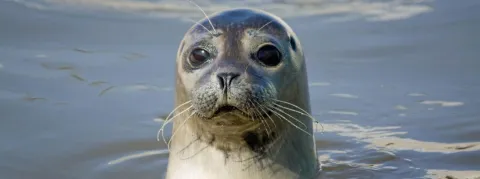 De plus en plus de mammifères touchés par la grippe aviaire, l’OMS est inquiet pour l'homme